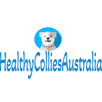 Healthy Collie Puppies